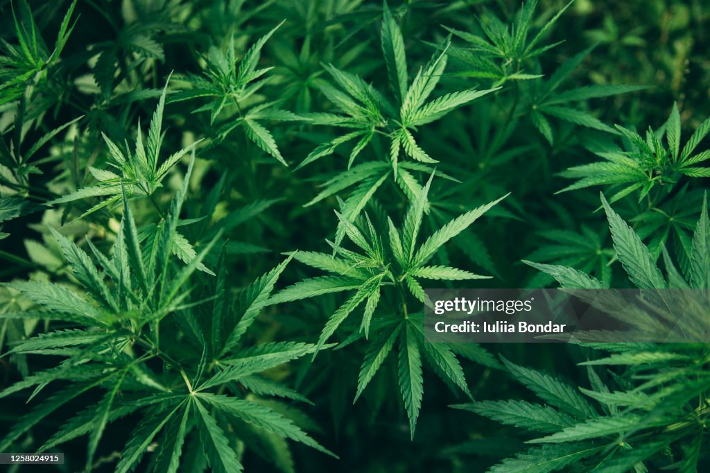 Background Texture of Marijuana Plants Outdoor
