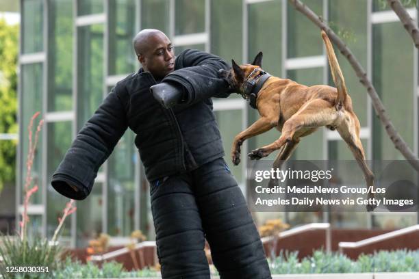 Los Angeles, CA LAPD K-9 handler Christopher Jones wears a protective bite suit during a demonstration with K-9 Bentley during a ceremony at LAPD...