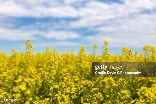 canola field - alberta farm scene stock-fotos und bilder