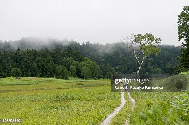 ooe-marshland,with foot-brdge - kazuko kimizuka stock pictures, royalty-free photos & images