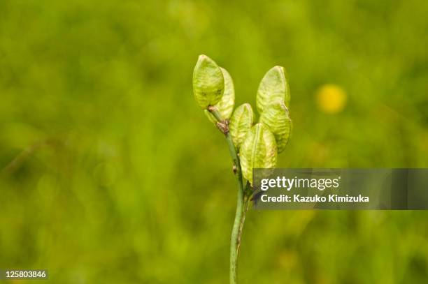 seeds of daylily - kazuko kimizuka stock pictures, royalty-free photos & images