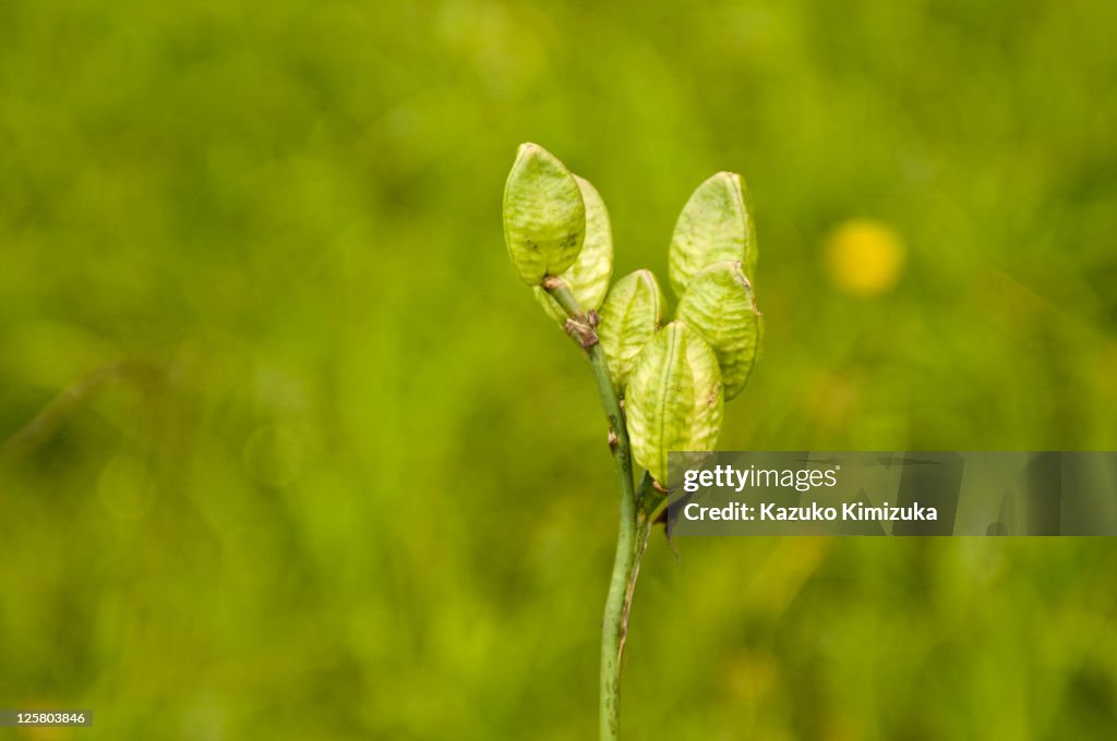 Seeds of Daylily