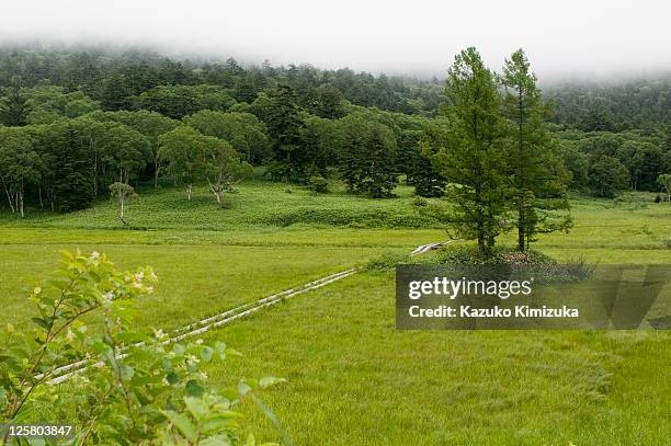 three japanese cedars in the marshland - kazuko kimizuka fotografías e imágenes de stock