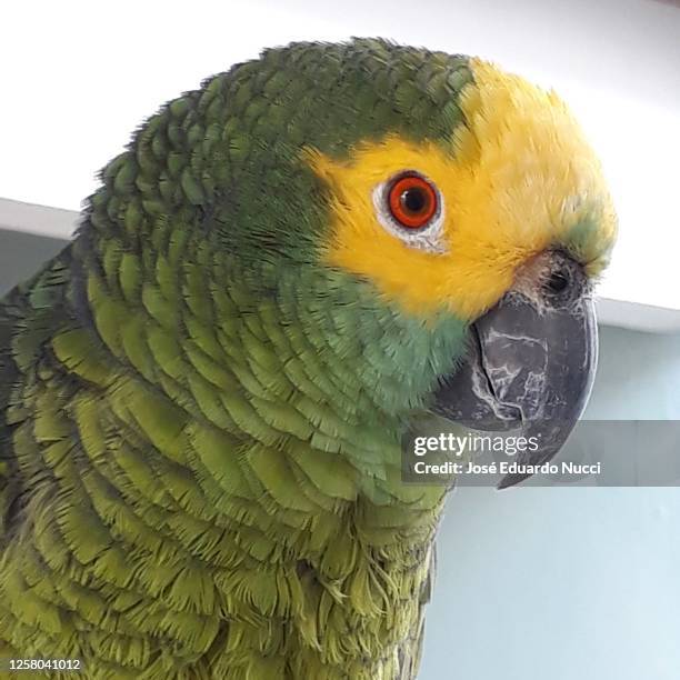 papagaio verdadeiro - papagaio stockfoto's en -beelden