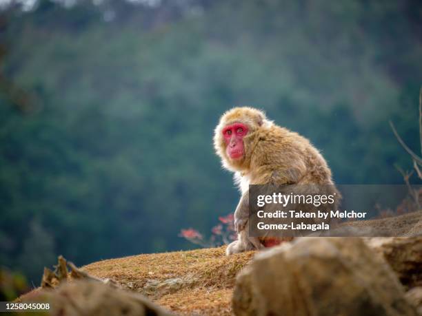 monkey park iwatayama, arashiyama, kyoto, japan - arashiyama stock pictures, royalty-free photos & images
