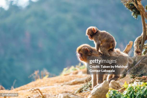 monkey park iwatayama, arashiyama, kyoto, japan - japanese macaque stockfoto's en -beelden