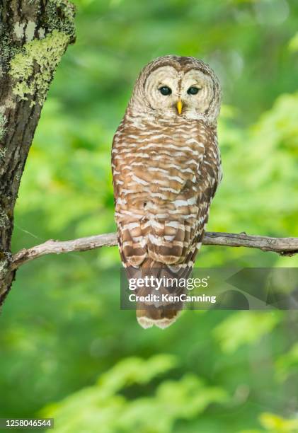 barred eule thront in einem baum während des tages - arboreal animals stock-fotos und bilder