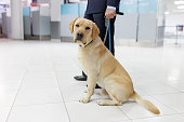 Image of a Labrador dog looking at camera, for detecting drugs at the airport standing near the customs guard.