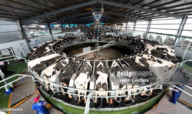 Dairy cows produce milk on a turntable at the factory-managed Xiangyang Dairy Farm in Hai 'an, Jiangsu province, China, May 26, 2023. This farm,...