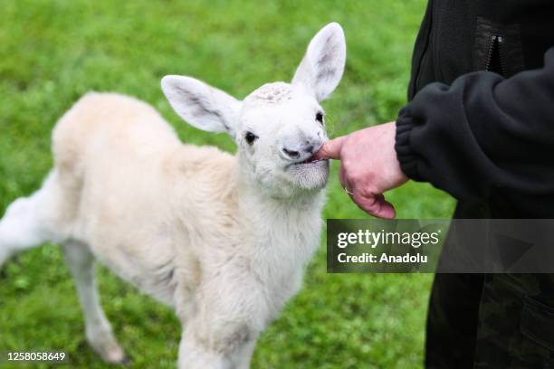 Small white moose named Karolcia is seen with Jacek Wasinski who takes care on her at the 'Lesne Pogotowie' wild animal rehabilitation center and...