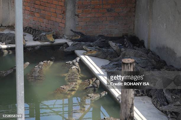 Crocodiles rest at a reptile farm in Siem Reap on May 26 after a 72-year-old man was killed by the animals in the enclosure. About 40 crocodiles...