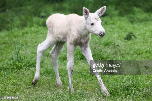 Small white moose named Karolcia is seen at the 'Lesne Pogotowie' wild animal rehabilitation center and shelter in Mikolow, Poland on May 19, 2023....