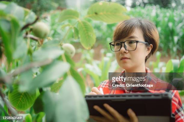 farmer using digital tablet in farm - walnut farm stock pictures, royalty-free photos & images