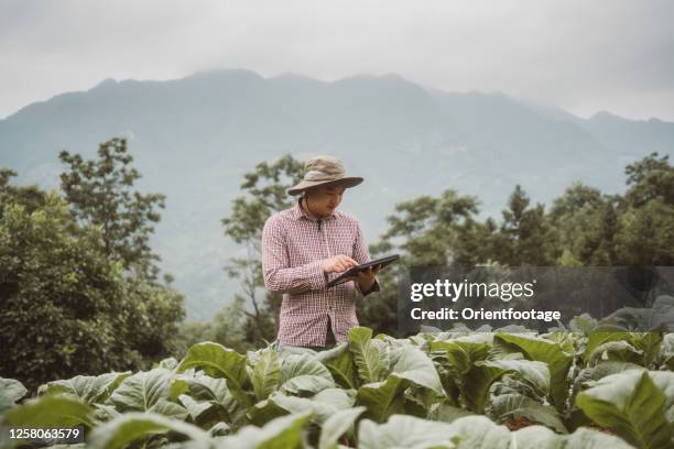 agricultor que usa tableta digital en la granja - cultivo-de-tabaco fotografías e imágenes de stock