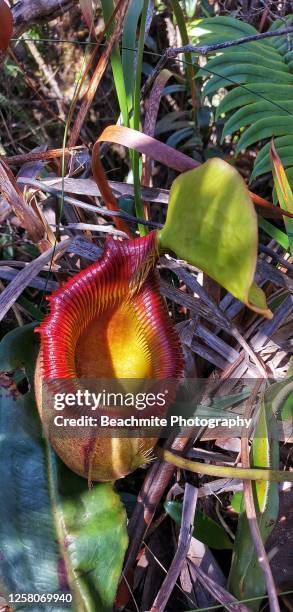 Close Up Of Nepenthes Kinabaluensis Or Kinabalu Pitcher Plant
