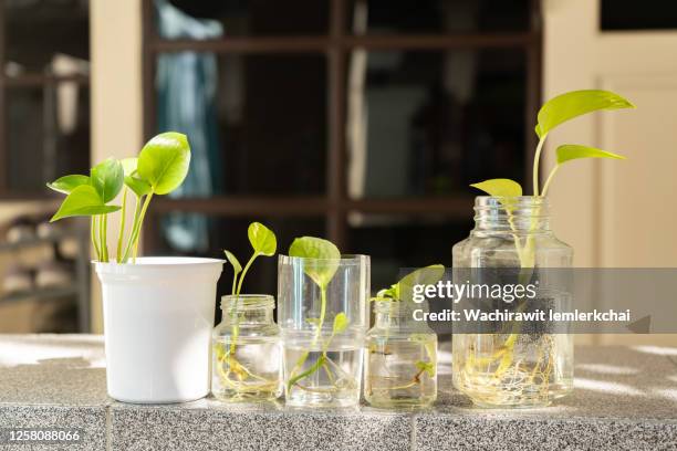 golden pothos plant - wasserpflanze stock-fotos und bilder