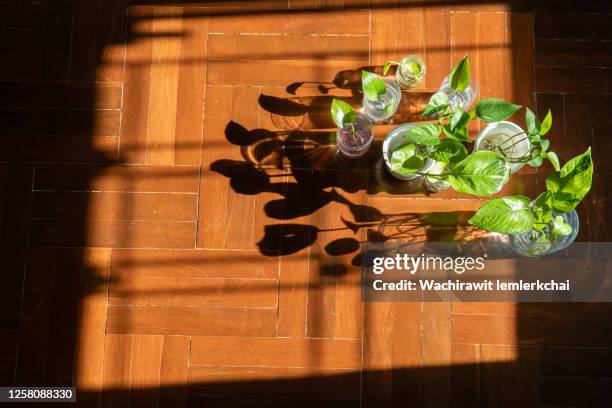 golden pothos - aquatic plant stock pictures, royalty-free photos & images