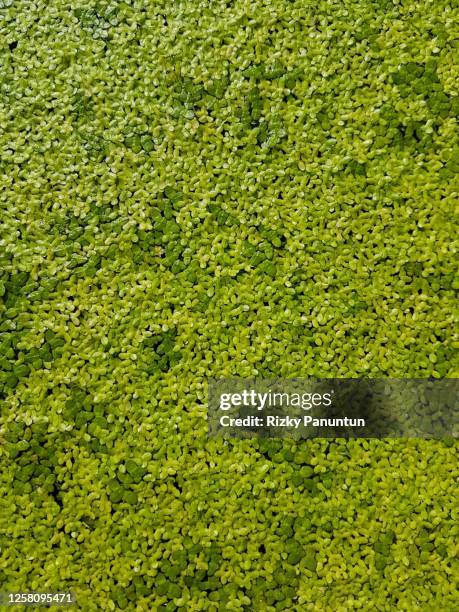 full frame shot of algae texture - chili farm stock pictures, royalty-free photos & images