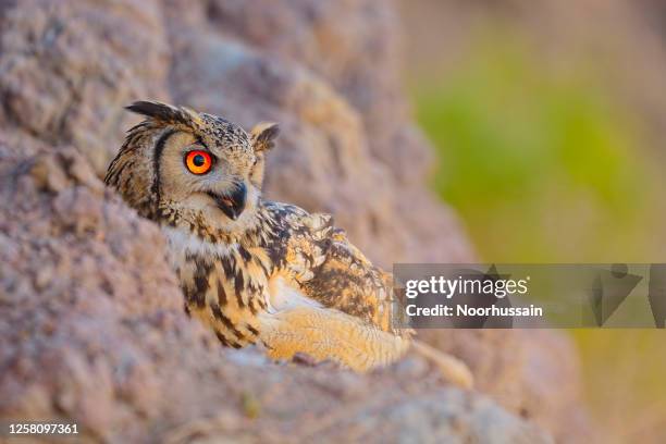 rock eagle owl, bengal eagle owl, eurasian eagle owl, indian eagle owl - woodland camo stock pictures, royalty-free photos & images