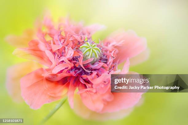 close-up, soft-focus image of a beautiful, soft pink opium poppy flower also known as papaver somniferum - softfocus stock-fotos und bilder