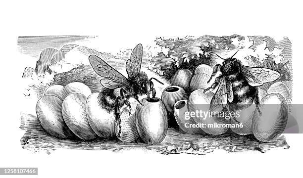 Buff Insect Drawing Art Buff Photos and Premium High Res Pictures - Getty Images