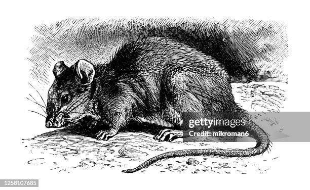 Rat Back View 324 Rat Side View Stock Photos, High-Res Pictures, and Images - Getty ...