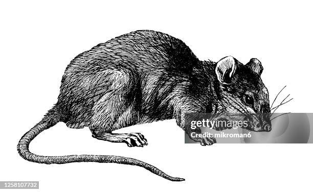 Rat Back View 324 Rat Side View Stock Photos, High-Res Pictures, and Images - Getty ...