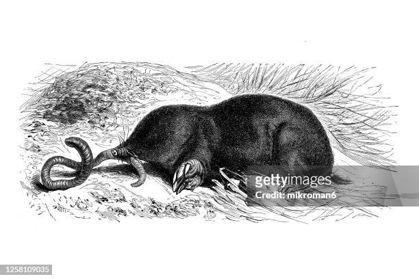old engraved illustration of the european mole (talpa europaea), insectivora animals. - maulwurf stock-fotos und bilder