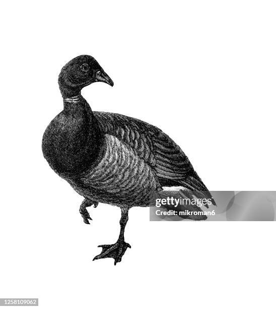 old engraved illustration of the canada goose (branta canadensis), swimming bird - duck bird stock-fotos und bilder