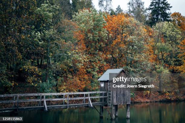 seem im harz - temperate forest stock pictures, royalty-free photos & images