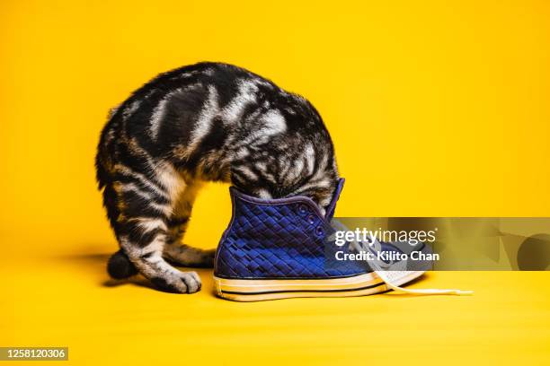 funny cat playing with a shoe - naughty pet stock pictures, royalty-free photos & images