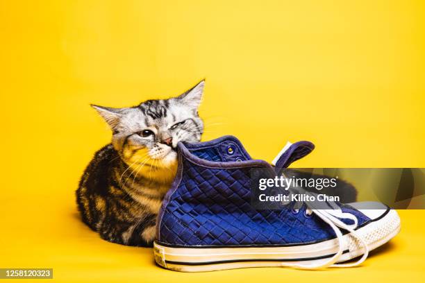 funny cat playing with a shoe - portrait chantier stock-fotos und bilder