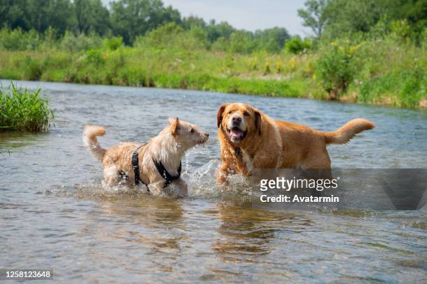 dog - river bathing stock pictures, royalty-free photos & images