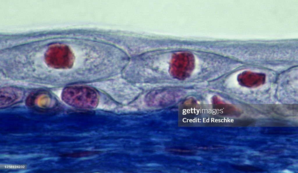 TRANSITIONAL EPITHELIUM lining the URINARY BLADDER--THE CELLS NEAR THE SURFACE ARE FLATTER because the BLADDER is STRETCHED, 500X