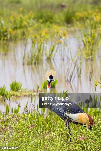 Bogle Bird Bog Bird Photos and Premium High Res Pictures - Getty Images