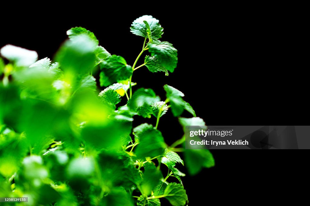 Green mint plant grow background.