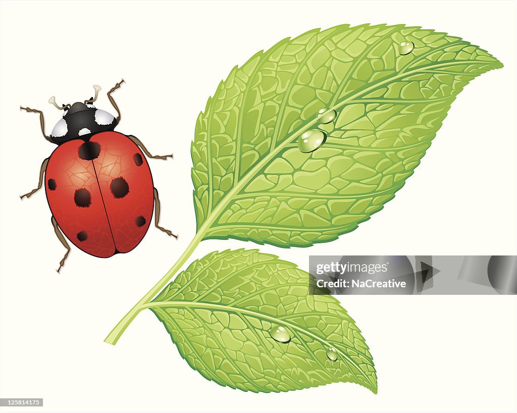 Ladybug and leafs