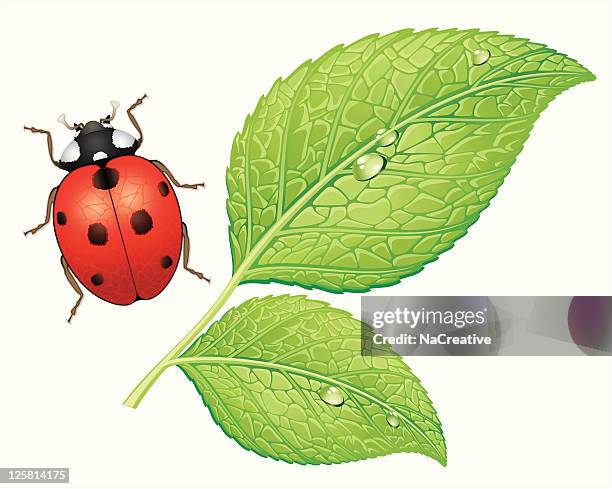 ladybug and leafs - seven spot ladybird stock illustrations