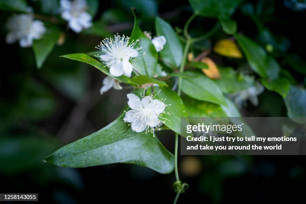 myrtle flowers, montescudaio, pisa - tuscany, italy - true myrtle stock pictures, royalty-free photos & images