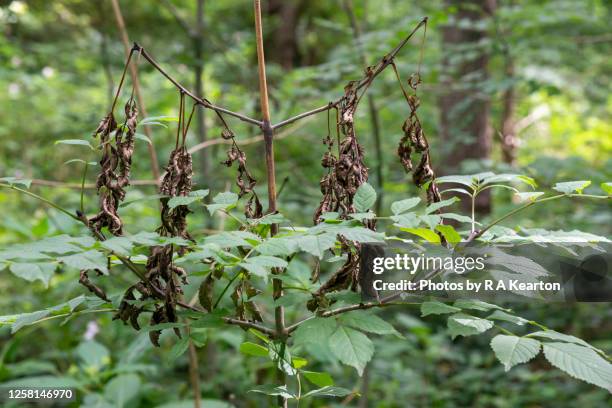 ash dieback disease (hymenoscyphus fraxineus) - ash tree stock pictures, royalty-free photos & images