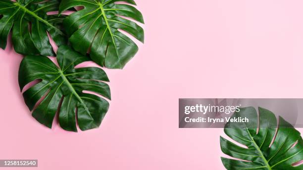tropical leaves monstera on pink background. - angiosperma fotografías e imágenes de stock
