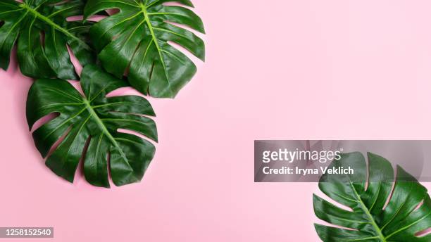 tropical leaves monstera on pink background. - clima tropicale foto e immagini stock