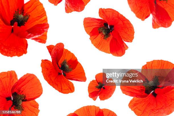 pattern made of flying poppy flower on white background, isolated. - fleur de pavot photos et images de collection