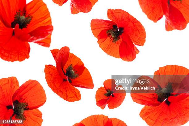 pattern made of flying poppy flower on white background, isolated. - poppy stock pictures, royalty-free photos & images