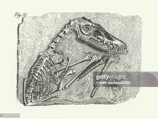 vintage, pterodactylus crassirostris, fossils, skeletons, and tracks engraving antique illustration, published 1851 - fish bone diagram stock illustrations