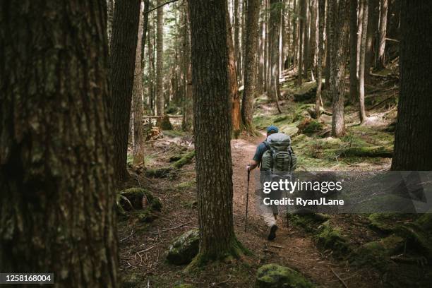 backpacker wandern dicker wald auf der olympischen halbinsel - olympic nationalpark stock-fotos und bilder