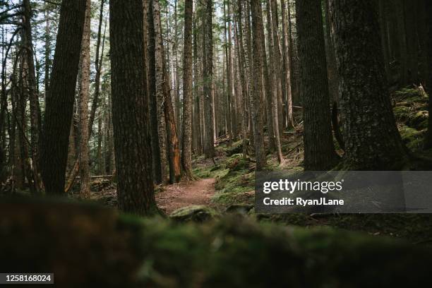 wanderweg durch dichten wald auf der olympischen halbinsel - dark forest stock-fotos und bilder