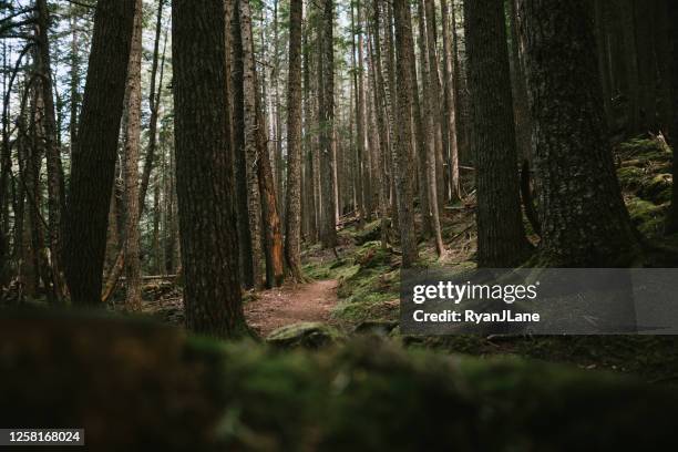 wandelpad door dik bos op olympisch schiereiland - pacific northwest stockfoto's en -beelden