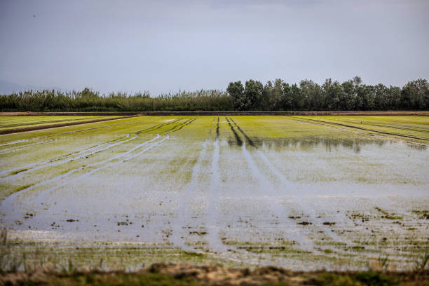 ESP: Drought Impact on Spain's Illa de Riu Rice Fields