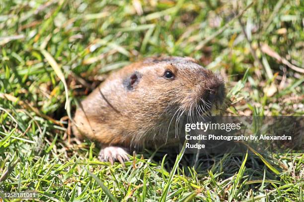 18,618 Of A Gopher Stock Photos, High-Res Pictures, and Images - Getty ...